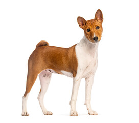 Basenji dog standing and looking away on white background