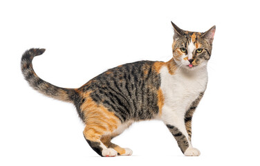Calico cat sticking out its tongue, isolated on white
