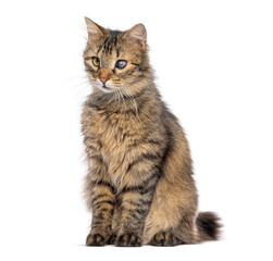 blind in one eye kitten sitting and looking away on white background