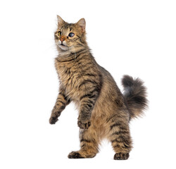 Curious blind in one eye cat standing on hind legs, raising front paws and looking up