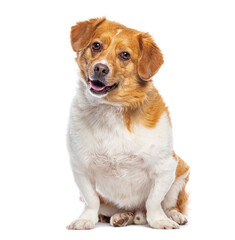 Adorable mixed breed dog sitting and panting on white background © Eric Isselée
