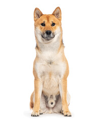 Shiba inu dog sitting and looking forward on white background