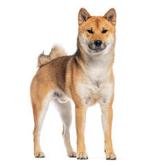 Shiba inu dog standing on white background