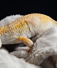 A close-up of a leopard gecko's body shedding its skin, a detailed view of the lizard's regeneration process.
