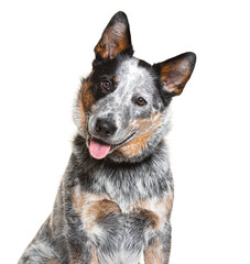 Australian cattle dog with head tilted smiling on white background