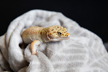 Adorable spotted gecko portrait on warm textile. Lizard close-up