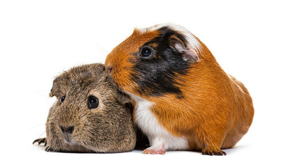 Two guinea pigs showing affection on white background