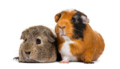 Two guinea pigs posing on white background
