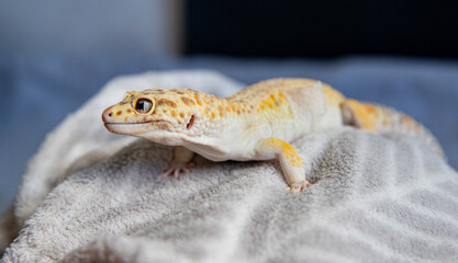 Close-up of friendly leopard gecko resting. Portrait Lizard