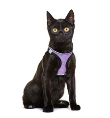 Black kitten wearing purple harness sitting and staring