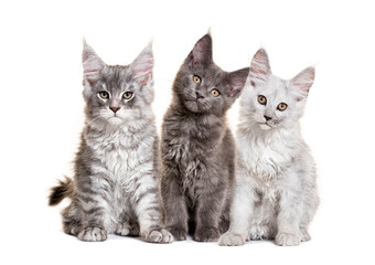 Three maine coon kittens sitting and posing on white background