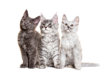 Three maine coon kittens sitting and looking up on white background
