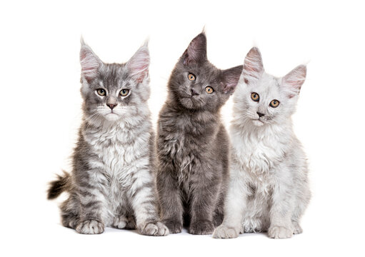 Three maine coon kittens sitting and posing on white background - Powered by Adobe