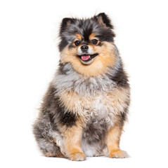Fototapeta premium Adorable pomeranian dog sitting and panting on white background