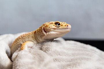 Gecko pet enjoying warm and fluffy blanket. Lizard close-up