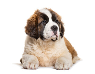 Saint bernard puppy lying down and looking up on white background