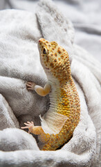 Gecko showing natural colors in comfortable setting. Lizard close-up removes skin