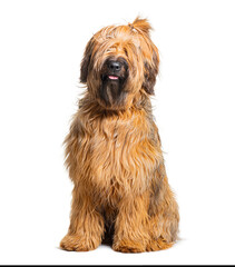 Briard dog sitting with ponytail on white background