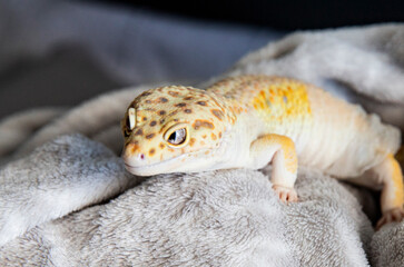 Soft warm environment for exotic reptile pet. Lizard close-up