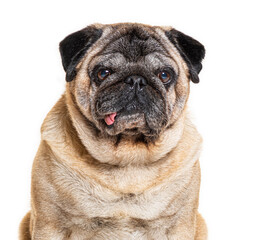 Obraz premium Pug sticking out tongue on white background