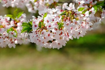 Cherry Blossom in Tendo, Yamagata, Japan