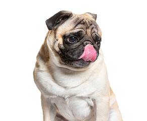 Pug sticking out its tongue on a white background