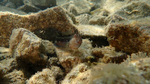 Ringneck blenny (Parablennius pilicornis) undersea, Ligurian Sea, Italy, Imperia
