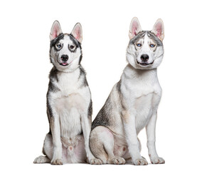 Two siberian huskies sitting and panting on white background
