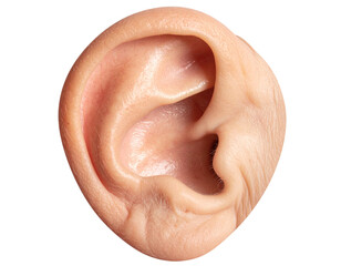 Fototapeta premium Realistic Ear Close-Up – Hearing and Sensory Organ Concept PNG