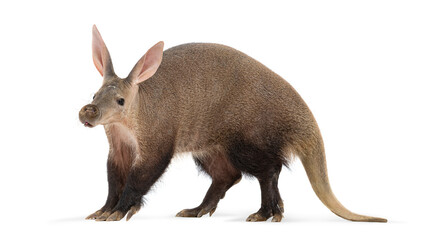 Aardvark, orycteropus afer, standing on white background