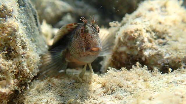 Ringneck blenny (Parablennius pilicornis) undersea, Ligurian Sea, Italy, Imperia
