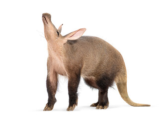 Aardvark, orycteropus afer, standing and sniffing the air