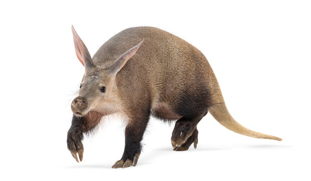 Aardvark, orycteropus afer, running on white background