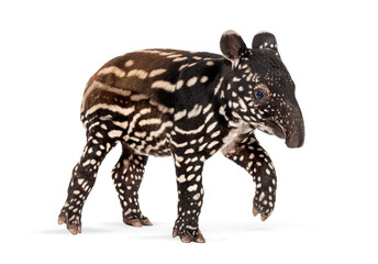 Young malayan tapir walking on white background