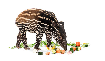 Malayan tapir eating vegetables on white background
