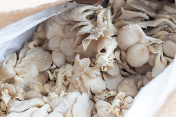 Oyster mushrooms in the cartoon box. Food