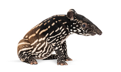 Fototapeta premium Young malayan tapir sitting on white background