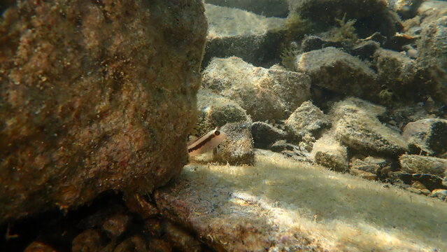 Ringneck blenny (Parablennius pilicornis) undersea, Ligurian Sea, Italy, Imperia
