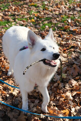 White Swiss Shepherd dog holding a stick in its mouth while standing among fallen leaves in a sunny park.