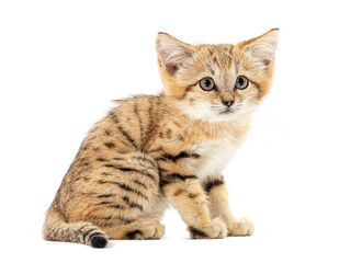 Sand cat kitten sitting and observing on white background