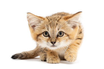 Sand cat kitten walking on white background