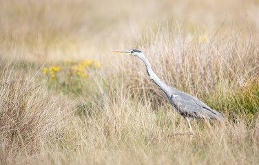 Grey heron hunting in tall grass in a meadow