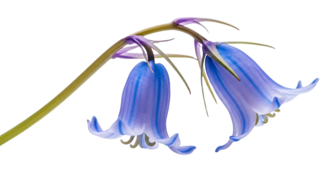 Close up shot of two bluebell flowers hanging from a curved stem against a black background