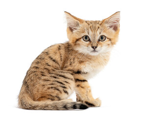Sand cat kitten sitting and observing, isolated on white background