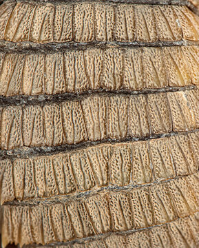 Armadillo girdled lizard skin showing spiny scales in detail