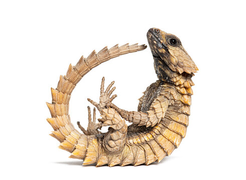 Armadillo girdled lizard curled up, ouroborus cataphractus, showing defensive posture