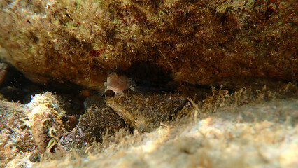 Ringneck blenny (Parablennius pilicornis) undersea, Ligurian Sea, Italy, Imperia
