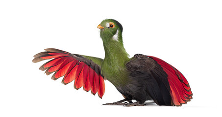 White cheeked turaco showing red wings on white background © Eric Isselée