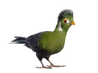White cheeked turaco bird standing on white background