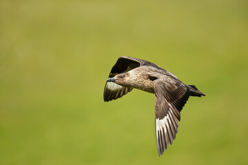 Close-up of a Great skua in flight